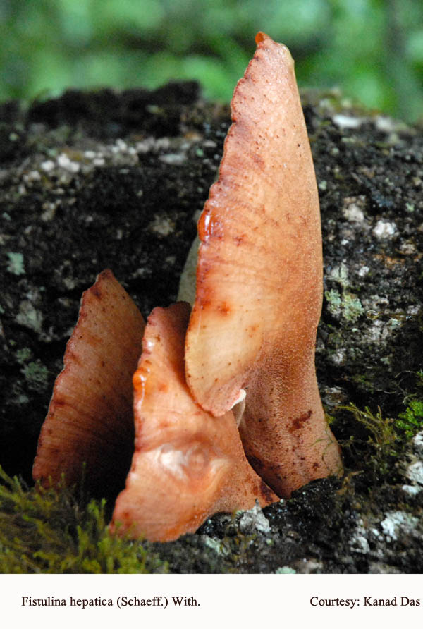 Fistulina hepatica (Schaeff.) With.